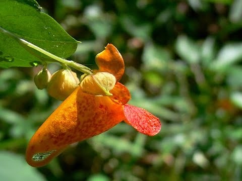 Jewel Weed Seed Pods Explode
