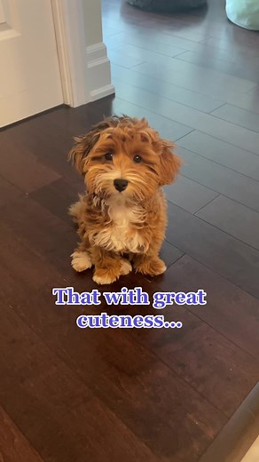 Adorable Havapoo and Havanese Poodle Puppy Compilation