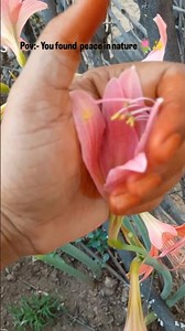 Beautiful Amaryllis (Lilly) Bloom 🌺 | Nature’s Stunning Flower