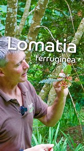 Check out this incredible South American tree... ✅ Interesting foliage ✅ Fascinating flowers Lomatia ferruginea ticks all the boxes and definitely is one to keep an eye out for when you're next visiting the garden! . . . . #lomatia #lomatiaferruginea #trebah #trebahgardens #trebahgarden #subtropicalgarden #subtropical #cornishgarden #coastalgarden #cornwalluk #cornwalllife #cornwallgardens #cornwall #garden #ukgardens #cornish #flowers #plants #plantlover #travel #nature #kernow #tree #trees | T