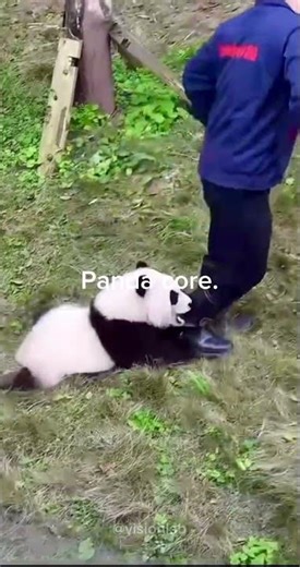 Proof Pandas Are Just Drunk Toddlers 🐼🥴#animals #panda #shorts #cute