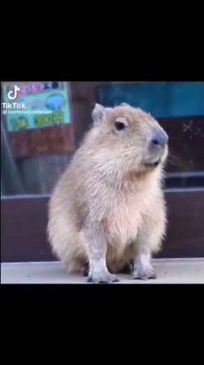 Capybara Noises 😳