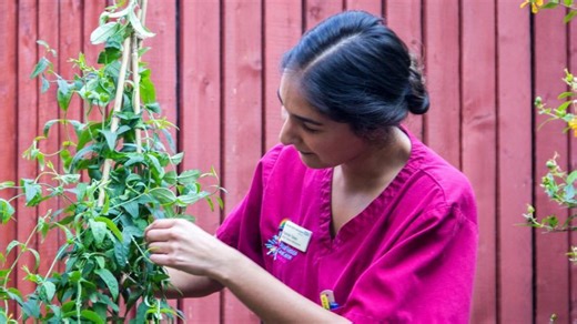 The NHS Forest Project - Sponsor Tree Planting | Dr Matthew Sawyer MB, MSc, BSc