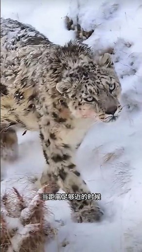 Snow leopard hunts Himalayan blue sheep with its life on the line #WatchAnimalWorld #Life'sManyFl...