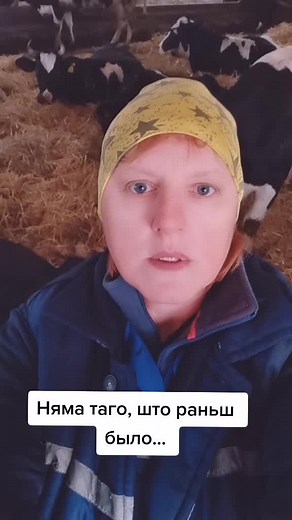 Exploring Barn Life with Cows in a Rustic Setting