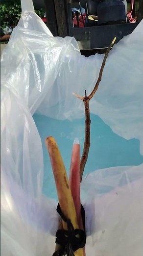 FIBC (Flexible Intermediate Bulk Container)