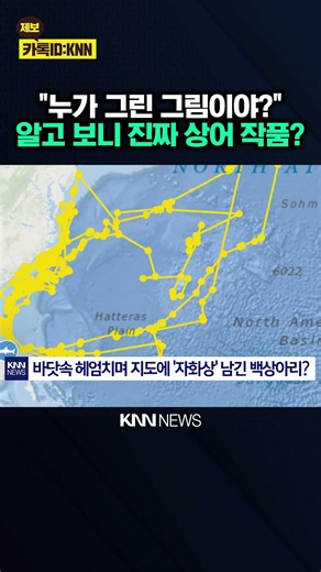 "It’s Clearly Shaped Like a Shark!" Great White Shark's Path Sparks Laughter / KNN