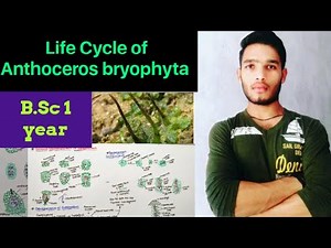 Life cycle of Anthoceros / External and internal structure of anthoceros