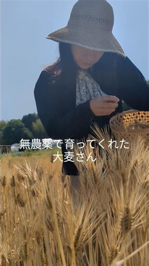 大麦収穫 #自然農 #自然農法 #無農薬栽培 #大麦#収穫