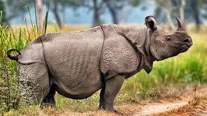 Javan rhinoceros - Alchetron, The Free Social Encyclopedia