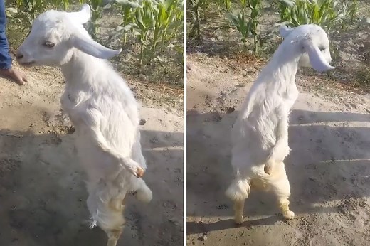 Paralyzed goat learns to walk upright like a human