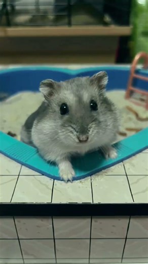 křeček a morče (den 3)