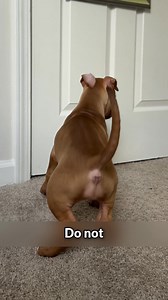 8.6K reactions · 514 shares | Get positive reinforcement courses from Woofz  Useful video lessons and courses  70+ easy tricks  Built-in clicker  Health checks at home  Daily dog journal Install now!  | Woofz | Facebook