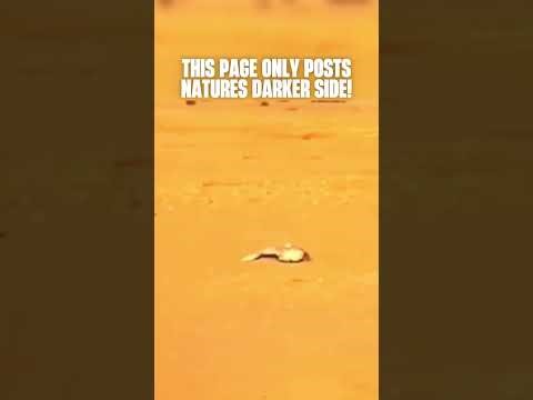 Falcon Attacks Goose With Deadly Speed | Apex Predator Strike in Action 🦅 #shorts