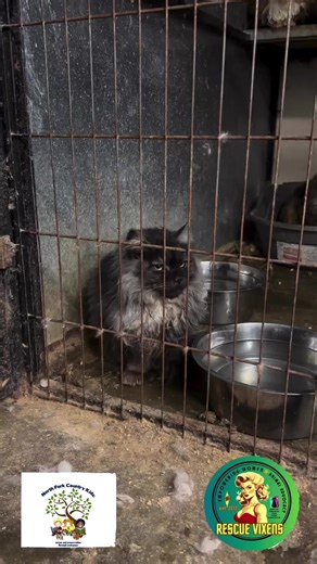 🚨 URGENT: HOARDING CASE – HELP NEEDED TONIGHT 🚨 This evening, multiple rescue organizations worked side by side as the SPCA removed more than 80 cats from a severe hoarding situation. 🐈💔 These cats were living in deplorable, unsafe conditions—many frightened, many sick, all in need of immediate care, compassion, and a chance at a better life. Right now, they need US. ➡️ Donate to help cover emergency vet care, food, litter, and medical supplies ➡️ Foster if you can open your home—even tempor