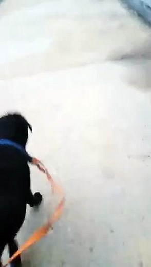 Labrador_dog_vs_Street_dog.fight.aggressive_Labrador_dog_loudly_bark_viral_short._pittbull_fight(360