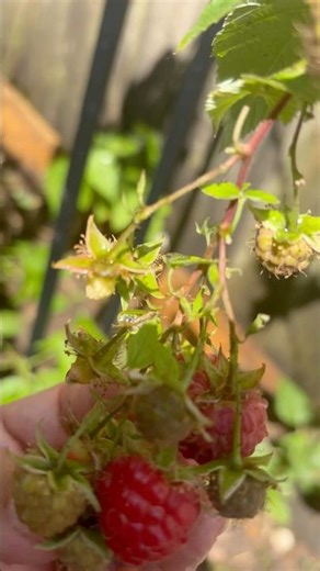 Beautiful nature vegetables garden 安子伦Garden（1）-红树莓