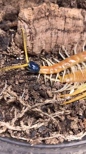Scolopendra heros #giant #centipede #arachnophobia #PetThings #myriapodology #biology #entomophobia #water #molting #ecdysis #teneral