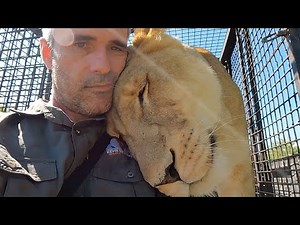 How To Gain Respect From Lions | The Lion Whisperer