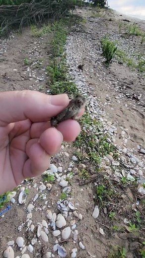 A tiny toad I almost stepped on while gathering wood for our beach fire....thank goodness I saw him! #toad #toadlove #ribbit #riveradventures #outdoorlife #yougotafriendinme #wildlife #illinoisriver #cutiepie | Stacy Outdoors
