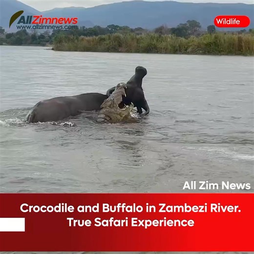 Crocodiles and buffalo along the Zambezi River in Lower Zambezi National Park. Pure, unfiltered safari vibes. 🌿🔥 | All Zim News