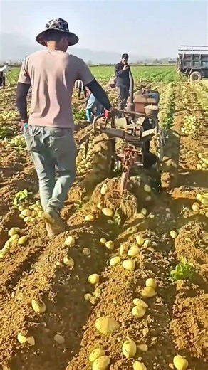 harvesting many round yellow potatoes from a dry soil plot using a large handheld power machine