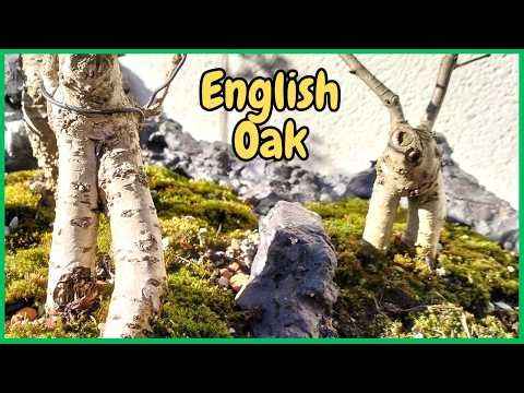 Bonsai Ents of Middle-earth: Why English Oak are on the March🌳