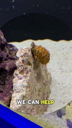 Is algae taking over your tank?