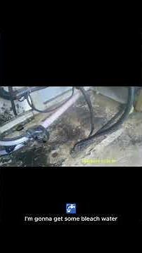 Cleaning Black Mold Out of My RV (First Attempt) #mold #waterdamage