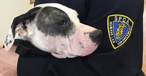 Many animal welfare workers suffer from compassion fatigue: Humane Canada | Globalnews.ca