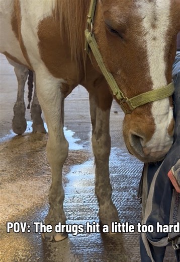 Horses get lit too. Only Because @jerthefarrier safety is number one! So we borrowed Patchwork some drugs. Two hours later… #horses #fyp #horsesontiktok #equestrian #horsetok