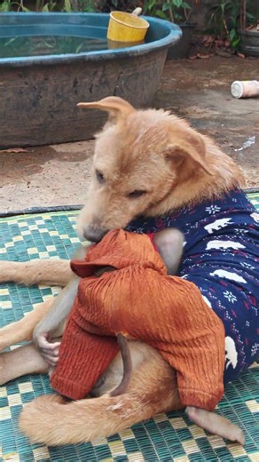 These monkeys and dogs always cool