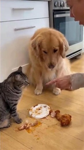 Cat Snitch: "The Dog Did It!" 🐱🚨🐕 #CatSnitch #DogBlame #PetBetrayal #FunnyPets
