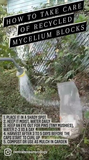 How to Take Care of Recycled Mycelium Blocks
