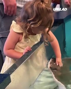 Cow nose rays are so friendly 😯 | GOODLAD