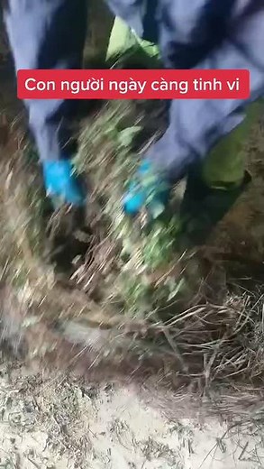 Trương Thương Lc trên TikTok