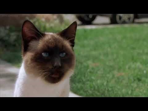 Garfield: The Movie (2004) - Car Chase