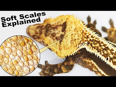 Soft Scale Crested Geckos Explained! (CBE Podcast)