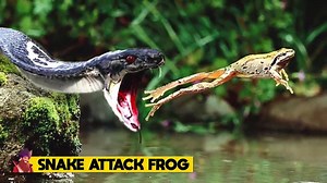 2M views · 9.1K reactions | Snake Tries Swallowing Frog, You Wont Believe What Happened Next | Aboki 4 Christ TV | Facebook