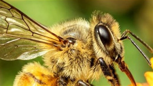 Hiker airlifted after being stung 100 times in Arizona