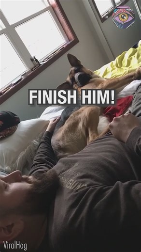 German Shepherd don't like paw tickles | Bright Side