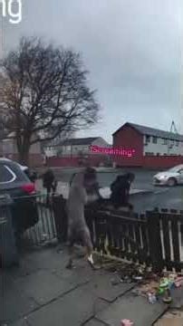 Cane Corso core😂😂😂