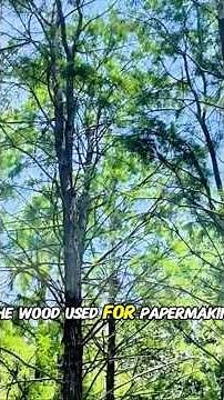 🧠 Ever Wondered How Paper Is Made? | Explained Simply 📄 #shorts