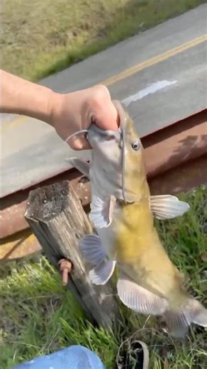 River monsta! #catfish