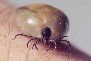 La tique géante, porteuse de nombreuses maladies, repérée dans plusieurs départements de France