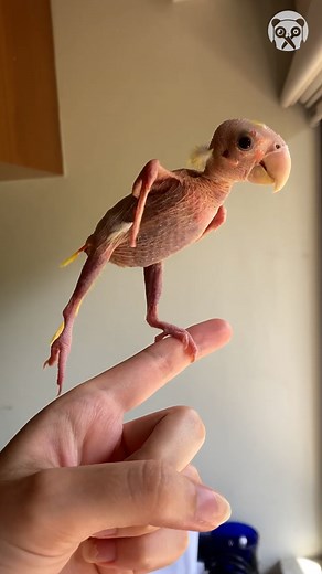 Blondie the featherless lovebird | Crafty Panda