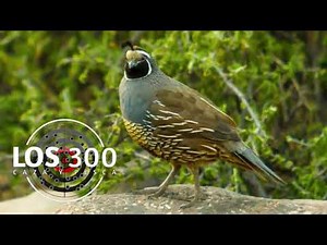 llamado de codorniz chilena-californiana canto de codorniz californiana