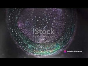 Grade 10 Life Sciences: Plant Organs, Anatomy of Dicotyledonous