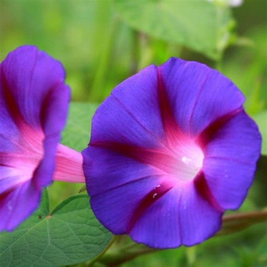 Grandpa Ott Morning Glory Seeds | Ipomoea Purpurea | Non-gmo | Flower Seeds | Seed Store | 1183 - Etsy