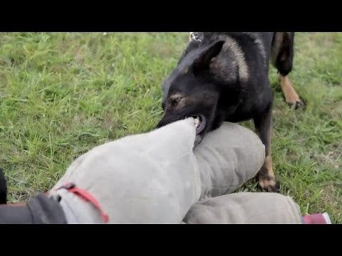 Total War: Rome II - Collector's Edition Unboxing